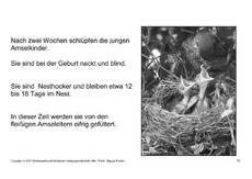 Bilderbuch-Amsel-SW-15.pdf